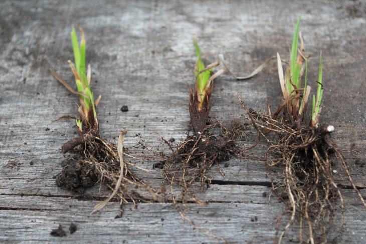 تکثیر سنبل‌الطیب